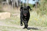 CANE CORSO 415